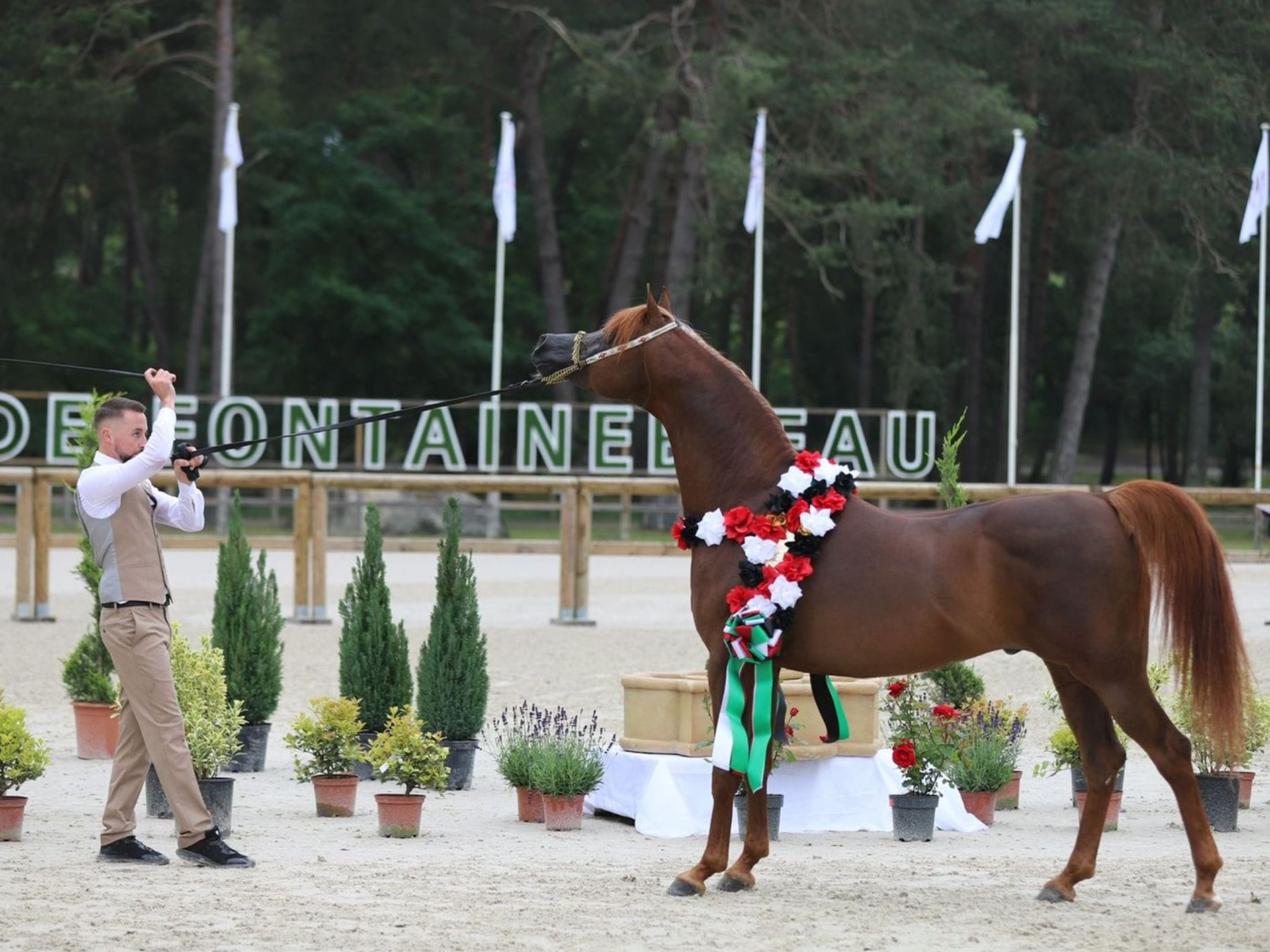 The 6th Emirates Arabian Horse Global Cup show will be hosted in Egypt.