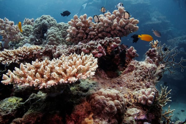 In the past decade, a study found that the waters of the Great Barrier Reef were the hottest they've been in 400 years.